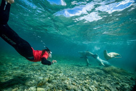 Half-Day Sea Lion Snorkeling Tour From Port Lincoln - Australia Accommodation 1