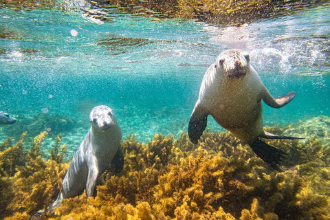 Half-Day Sea Lion Snorkeling Tour From Port Lincoln - Australia Accommodation 7