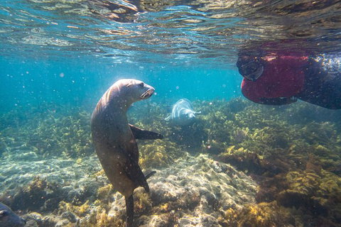 Half-Day Sea Lion Snorkeling Tour From Port Lincoln - Australia Accommodation 3