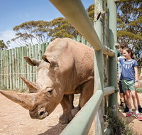 Rhino Interactive and a day at Monarto Safari Park - Australia Accommodation