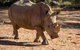 Rhino Interactive And A Day At Monarto Safari Park - thumb 1