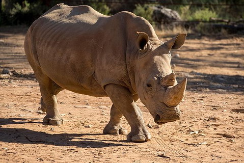 Rhino Interactive And A Day At Monarto Safari Park - Australia Accommodation 1