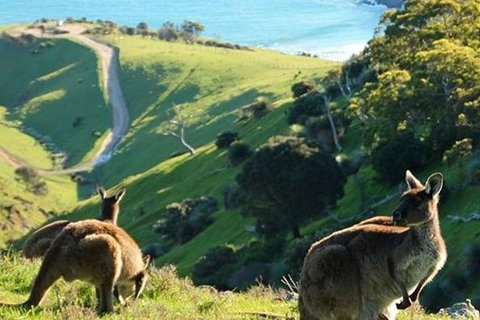 McLaren Vale And Fleurieu Peninsula Day Trip By 4WD Including Gourmet Picnic Lunch - Australia Accommodation 1