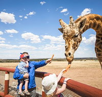 Giraffe Safari and a day at Monarto Safari Park - Australia Accommodation