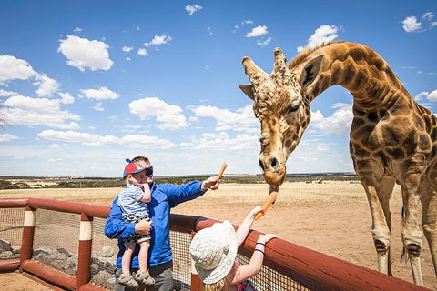 Giraffe Safari And A Day At Monarto Safari Park - Australia Accommodation 0