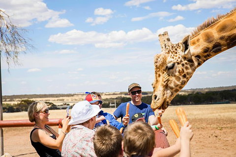 Giraffe Safari And A Day At Monarto Safari Park - Australia Accommodation 1