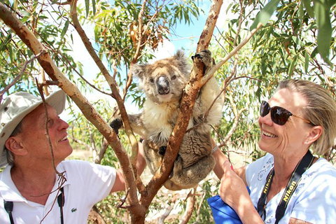 Exceptional Port Lincoln, Seafood And Wildlife Tour - Australia Accommodation 6