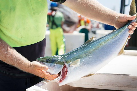 Exceptional Port Lincoln, Seafood And Wildlife Tour - Australia Accommodation 9