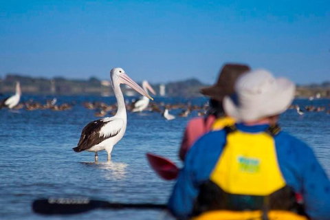 Half-Day Kayaking Tour In Coorong National Park - Australia Accommodation 1