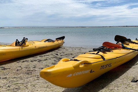 Half-Day Kayaking Tour In Coorong National Park - Australia Accommodation 3