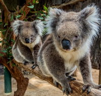 Cleland Wildlife Park Tour from Adelaide including Mount Lofty Summit - Australia Accommodation
