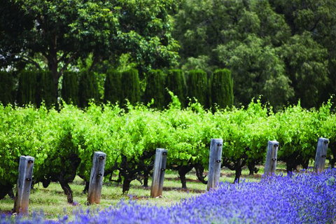 Ultimate Penfolds Magill Estate Experience - Australia Accommodation 4