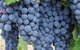 Adelaide Hills Day Tour. Winery Cellar Doors - thumb 7