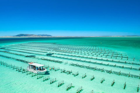 Experience Coffin Bay Short And Sweet Oyster Farm Tour - Australia Accommodation 5