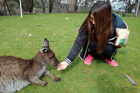 Adelaide Essentials Tour - Australia Accommodation 0