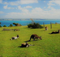 Fleurieu Explorer - Full-Day Tour - Australia Accommodation
