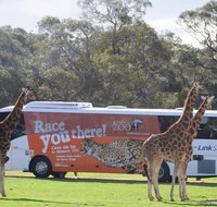 Monarto Safari Park Bus transfers from Adelaide City - Australia Accommodation