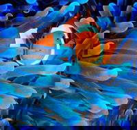 5-Day Best of Cairns with Daintree Kuranda and Great Barrier Reef - Australia Accommodation