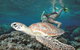 Great Barrier Reef Sailing And Snorkeling Cruise From Port Douglas - thumb 0