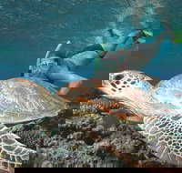 Great Barrier Reef Sailing and Snorkeling Cruise from Port Douglas - Australia Accommodation