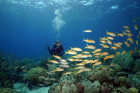 Poseidon Outer Great Barrier Reef Snorkeling And Diving Cruise From Port Douglas - Australia Accommodation 6