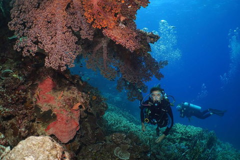 Poseidon Outer Great Barrier Reef Snorkeling And Diving Cruise From Port Douglas - Australia Accommodation 8