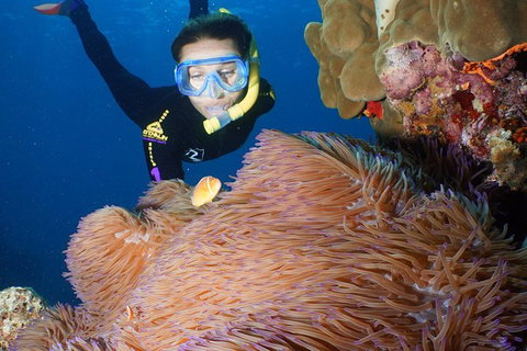 Poseidon Outer Great Barrier Reef Snorkeling And Diving Cruise From Port Douglas - Australia Accommodation 4