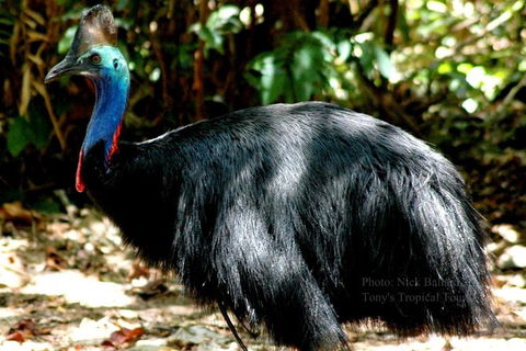 Daintree Rainforest, Cape Tribulation, Mossman Gorge In A Day - Australia Accommodation 3