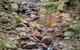 Springbrook AndTamborine Rainforest Tour Incl Natural Bridge And Glow Worm Cave - thumb 4