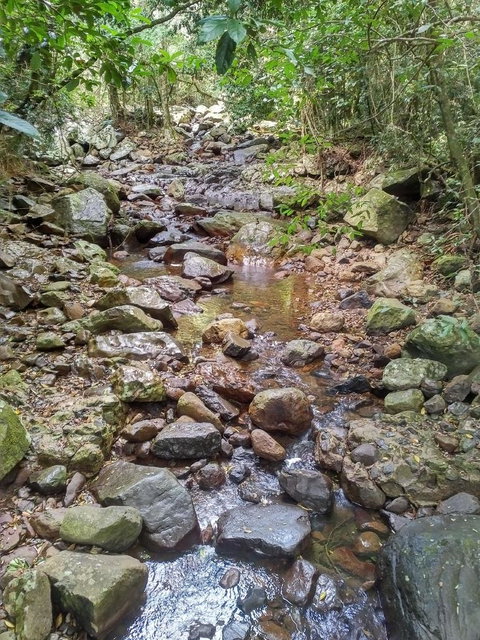 Springbrook AndTamborine Rainforest Tour Incl Natural Bridge And Glow Worm Cave - Australia Accommodation 4