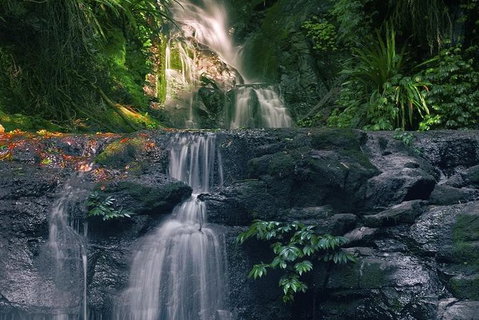 Springbrook AndTamborine Rainforest Tour Incl Natural Bridge And Glow Worm Cave - Australia Accommodation 1