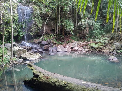 Springbrook AndTamborine Rainforest Tour Incl Natural Bridge And Glow Worm Cave - Australia Accommodation 3