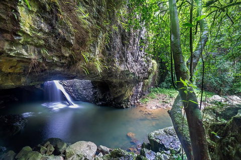 Springbrook AndTamborine Rainforest Tour Incl Natural Bridge And Glow Worm Cave - Australia Accommodation 0