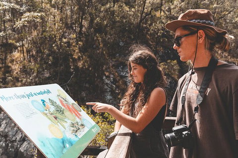 Springbrook AndTamborine Rainforest Tour Incl Natural Bridge And Glow Worm Cave - Australia Accommodation 18