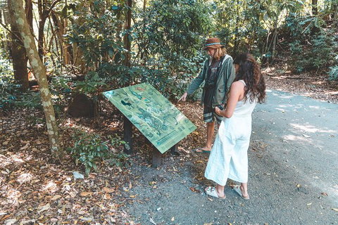 Springbrook AndTamborine Rainforest Tour Incl Natural Bridge And Glow Worm Cave - Australia Accommodation 16