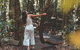 Springbrook AndTamborine Rainforest Tour Incl Natural Bridge And Glow Worm Cave - thumb 12