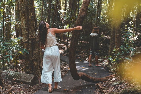 Springbrook AndTamborine Rainforest Tour Incl Natural Bridge And Glow Worm Cave - Australia Accommodation 12