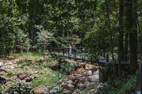 Springbrook AndTamborine Rainforest Tour Incl Natural Bridge And Glow Worm Cave - Australia Accommodation 19