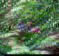 Full Day Daintree Rainforest and Mossman Gorge Tour - Australia Accommodation