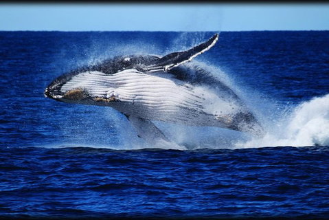 Whale Watching Cruise From Redcliffe, Brisbane Or The Sunshine Coast - Australia Accommodation 0
