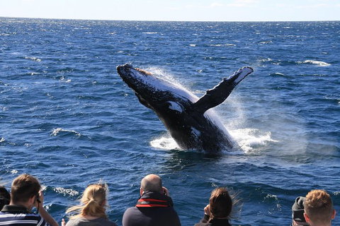 Whale Watching Cruise From Redcliffe, Brisbane Or The Sunshine Coast - Australia Accommodation 11