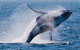 Whale Watching Cruise From Redcliffe, Brisbane Or The Sunshine Coast - thumb 9