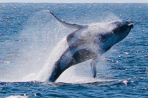 Whale Watching Cruise From Redcliffe, Brisbane Or The Sunshine Coast - Australia Accommodation 9