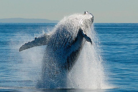 Whale Watching Cruise From Redcliffe, Brisbane Or The Sunshine Coast - Australia Accommodation 10
