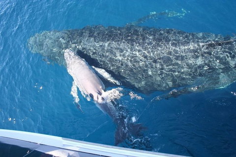 Whale Watching Cruise From Redcliffe, Brisbane Or The Sunshine Coast - Australia Accommodation 7