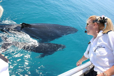 Whale Watching Cruise From Redcliffe, Brisbane Or The Sunshine Coast - Australia Accommodation 1
