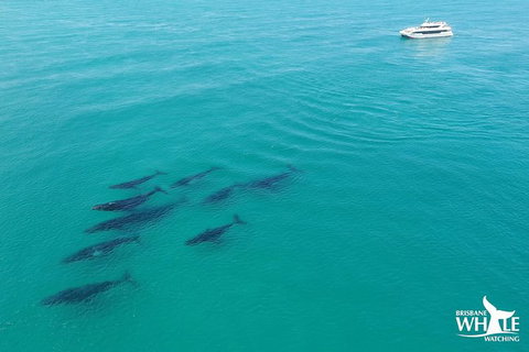 Whale Watching Cruise From Redcliffe, Brisbane Or The Sunshine Coast - Australia Accommodation 6