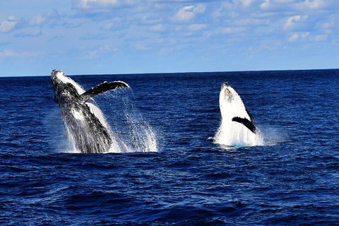 Whale Watching Cruise From Redcliffe, Brisbane Or The Sunshine Coast - Australia Accommodation 5