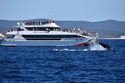 Whale Watching Cruise From Redcliffe, Brisbane Or The Sunshine Coast - Australia Accommodation 2