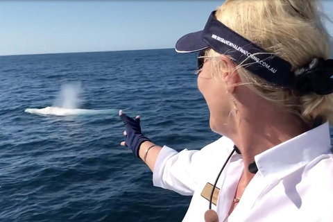 Whale Watching Cruise From Redcliffe, Brisbane Or The Sunshine Coast - Australia Accommodation 4